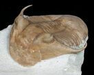 Huge Illaenus Tauricornis Trilobite (REDUCED PRICE) #6461-2